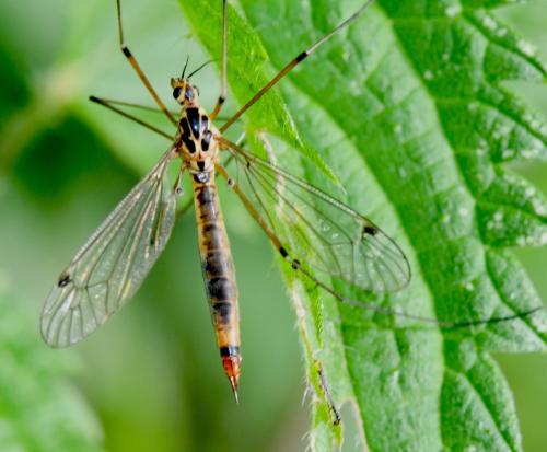 Nephrotoma cornicina